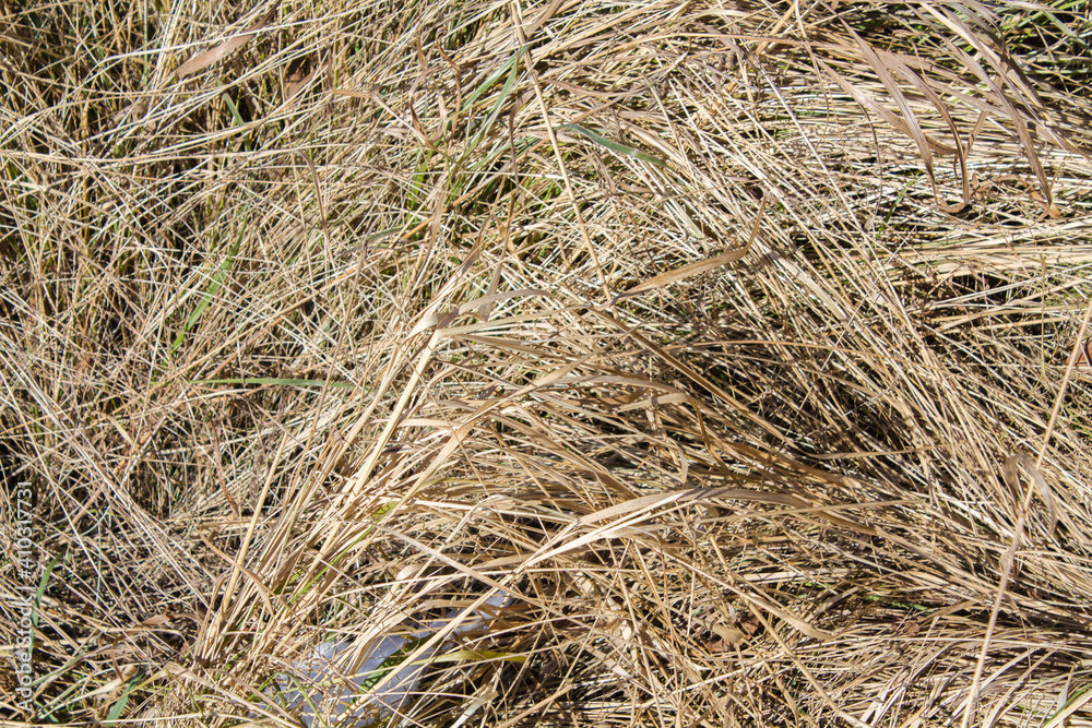 The texture of the dried grass. Yellow background. Grassy background. The texture of the dried grass. Yellow background. Grassy background.