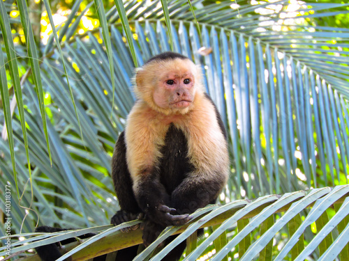 Photography white faced capuchin monkey sitting on a tree