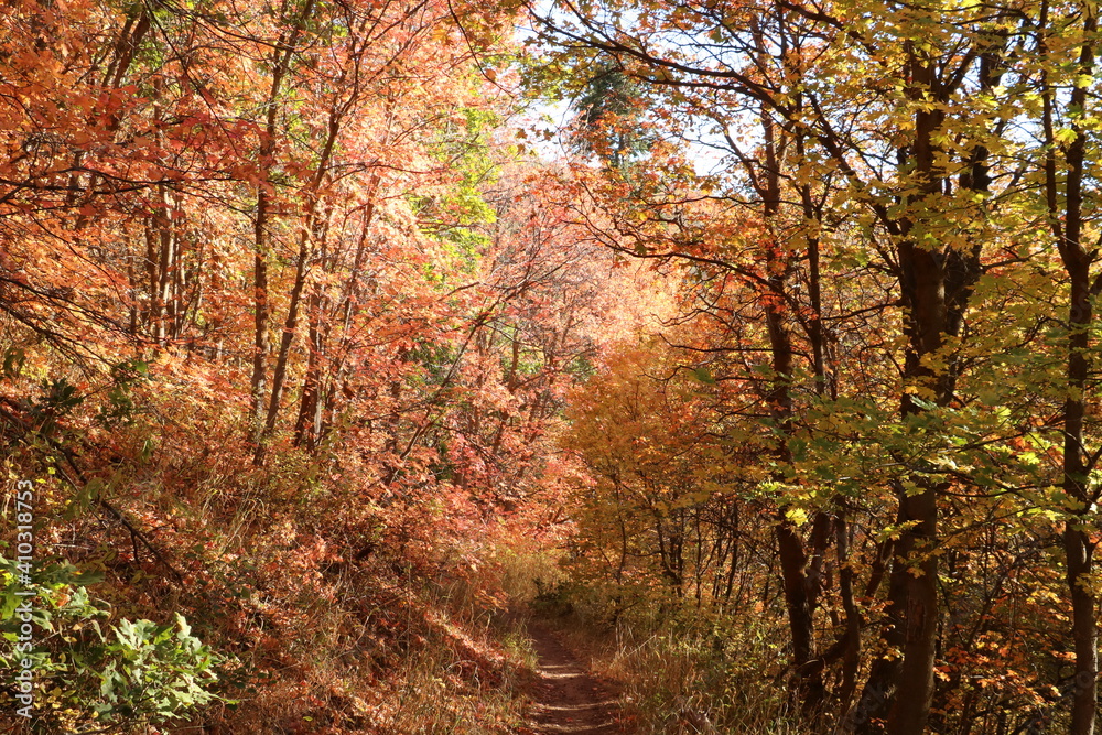 Autumn forest trail in the Wasatch mountains near Morgan, Utah