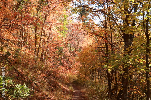 Autumn forest trail in the Wasatch mountains near Morgan, Utah