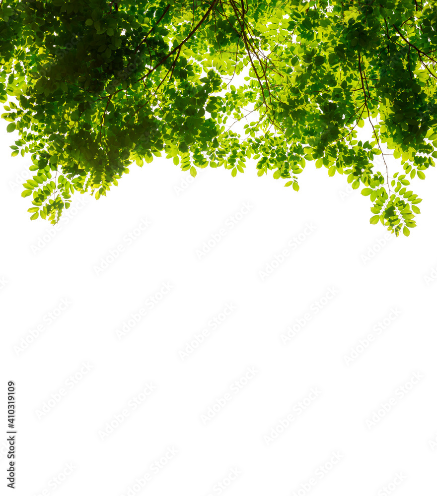 Fresh light green leaves with tree on white background space for spring summer natural concept design. Fresh light green leaves with tree on white background space for spring summer natural concept design.