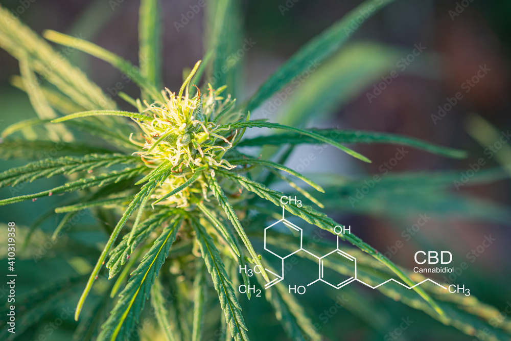 Cannabis plant growing at outdoor farm. The texture of marijuana leaves. Photo with the formula CBD (cannabidiol). Concept of cannabis plantation for medical Cannabis plant growing at outdoor farm. The texture of marijuana leaves. Photo with the formula CBD (cannabidiol). Concept of cannabis plantation for medical