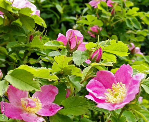 Blooming rosehip with pink flowers and green leaves