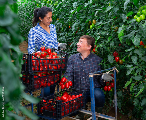 Gardeners talking while harvesting tomatoes at vegetable farm, seasonal horticulture © JackF