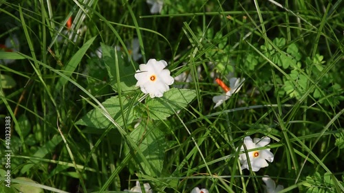 Night flowering jasmine or Parijat or hengra bubar or Shiuli is a species of Nyctanthes fallen on green grass photo