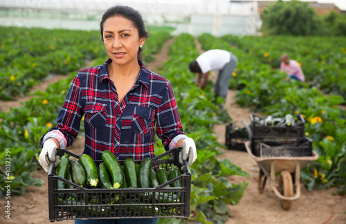 Peruvian woman working on vegetable plantation on spring day, carrying plastic box with freshly harvested zucchini photo