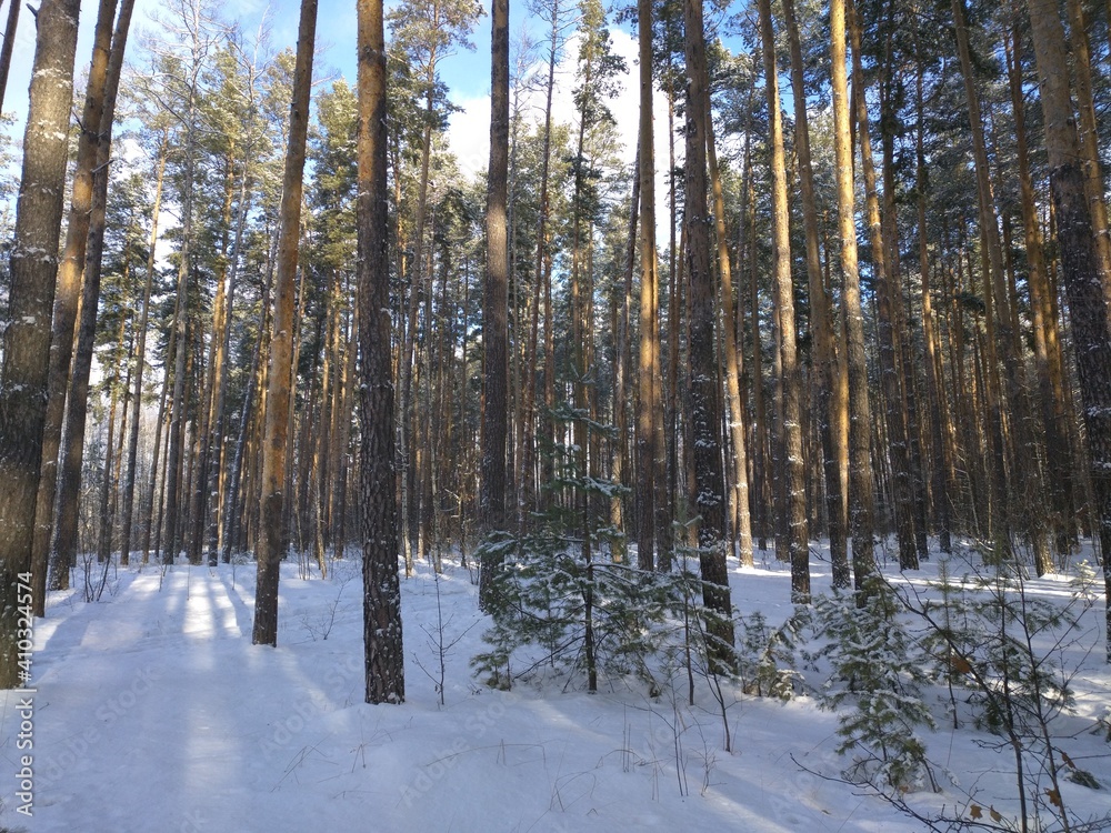 forest in winter forest in winter