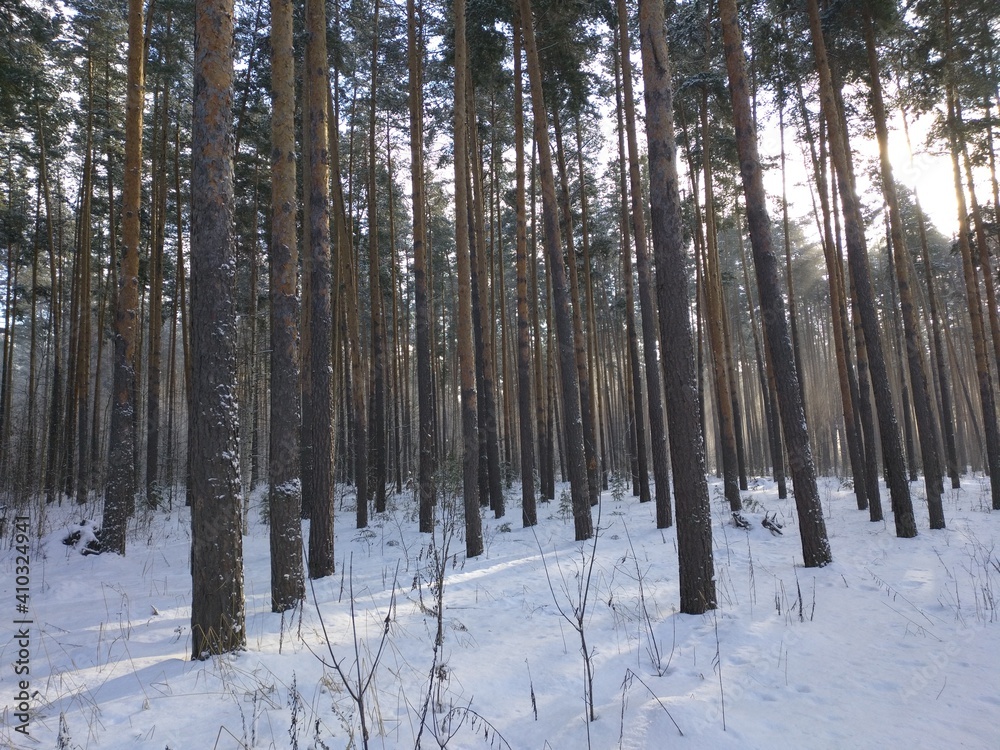 Fototapeta premium forest in winter