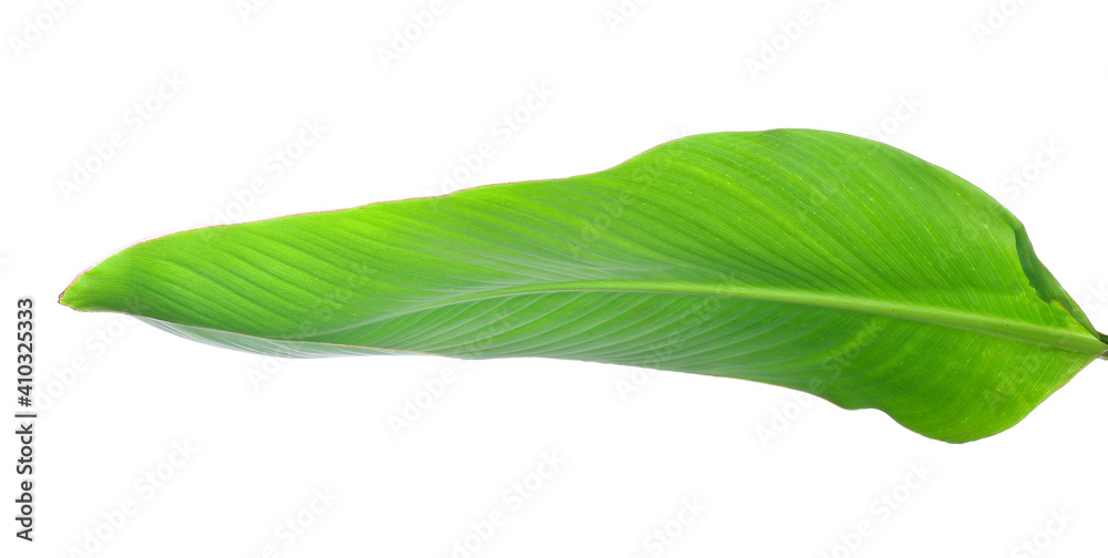 Obraz premium Green banana leaf on white background