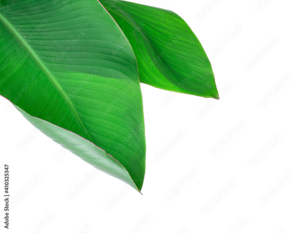Obraz premium Green banana leaves on white background