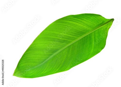 Green banana leaf on white background