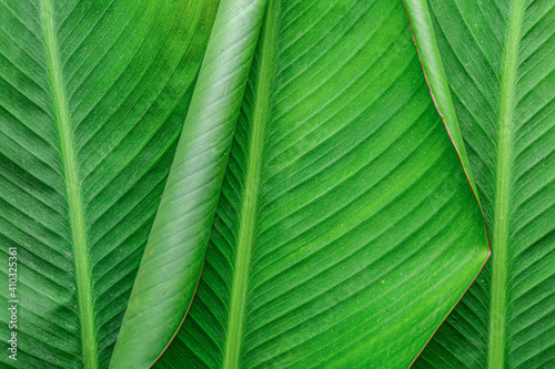 Green banana leaves as background