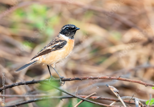 Male Siberian stonechat or Asian stonechat perching on branch , Thailand