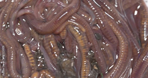 compost worms moving close-up