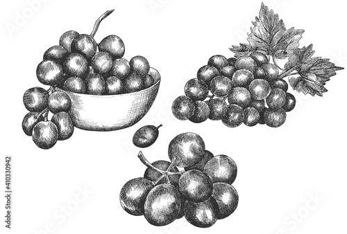 grapes, hand drawing, sketch,vector illustration