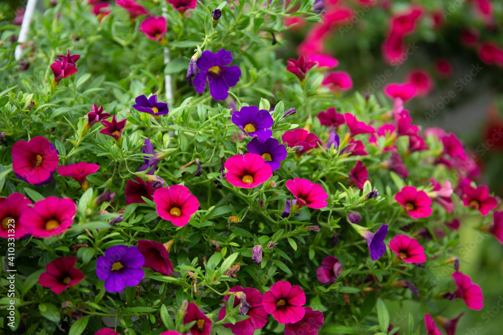 Closeup shot of hanging flower composition in pink and purple colors

