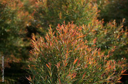 red and yellow juniper with daylight