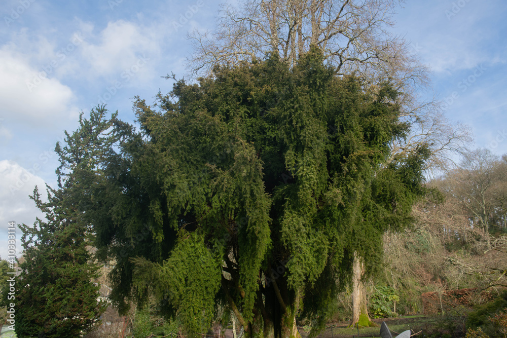 Winter Foliage of an Evergreen Weeping Podocarp Totara Tree (Podocarpus totara 'Pendulus') Growing in a Garden in Rural Devon, England, UK Winter Foliage of an Evergreen Weeping Podocarp Totara Tree (Podocarpus totara 'Pendulus') Growing in a Garden in Rural Devon, England, UK