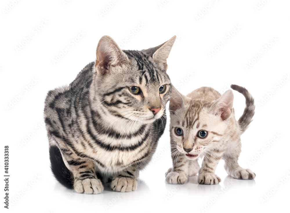 bengals in studio bengals in studio