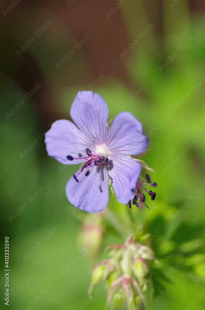 Meadow geranium (Lat. Geranium pratense) close-up Meadow geranium (Lat. Geranium pratense) close-up