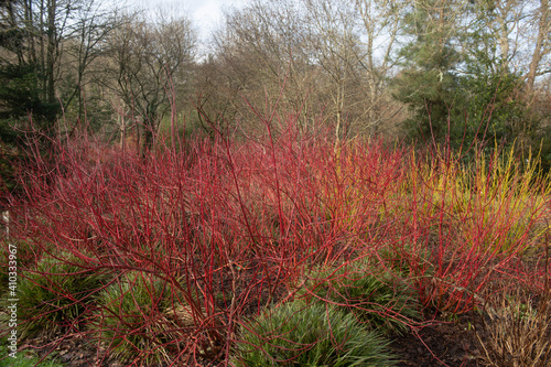 Bright Red Winter Stems on a Deciduous Dogwood Shrub (Cornus alba 'Baton Rouge') Surrounded by Ornamental Grasses in a Woodland Garden in Rural Devon, England, UK
