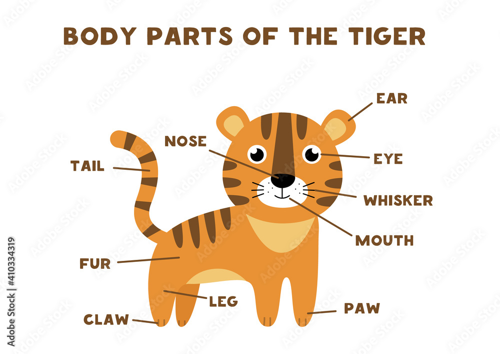 Body parts of the tiger. Animals anatomy in English for kids. Learning