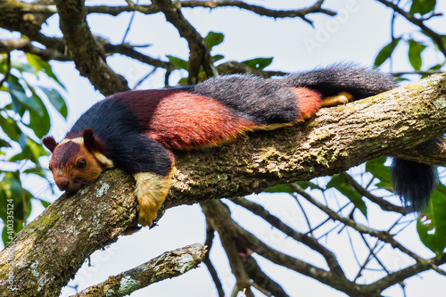 Malabar Giant Squirrel or Ratufa indica in a forest in Periyar, Kerala, India photo