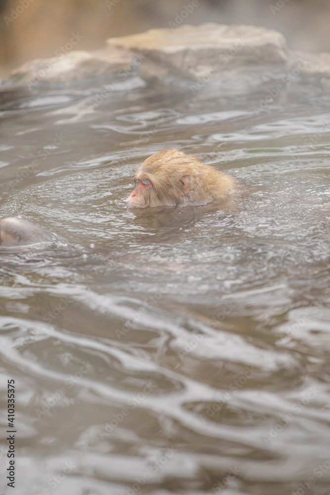 Fototapeta premium 長野県山ノ内町 地獄谷野猿公苑の温泉に入るニホンザル