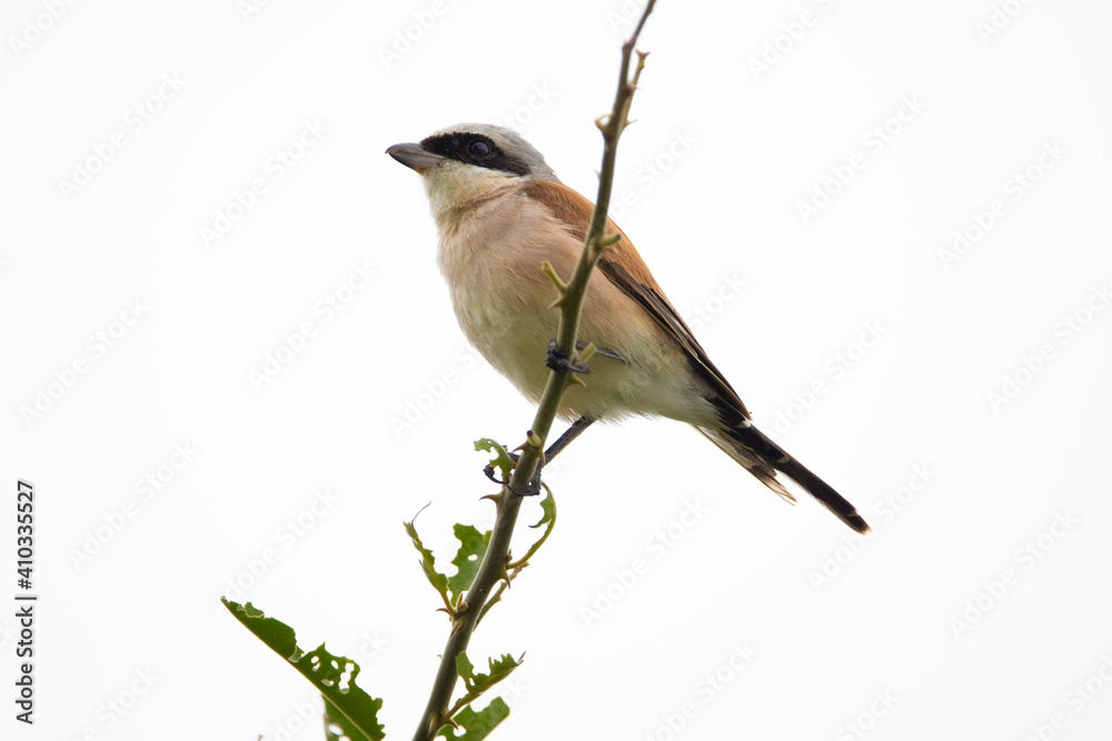 Obraz premium red-backed shrike
