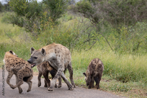 Spotted hyena clan in the wild