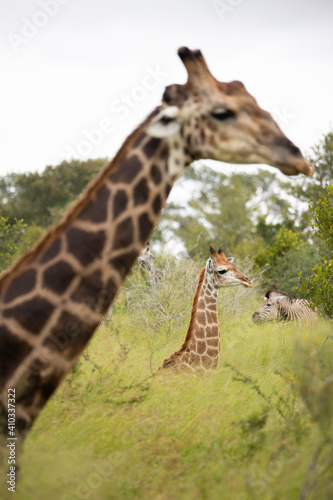 Photography giraffes in the wild