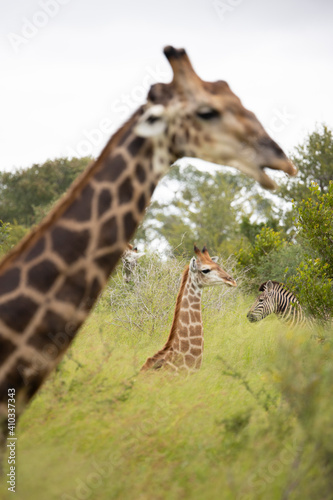 Photography giraffes in the wild