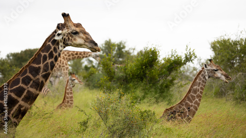 Photography giraffes in the wild