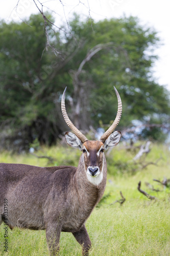 portrait of a mature waterbuck bull