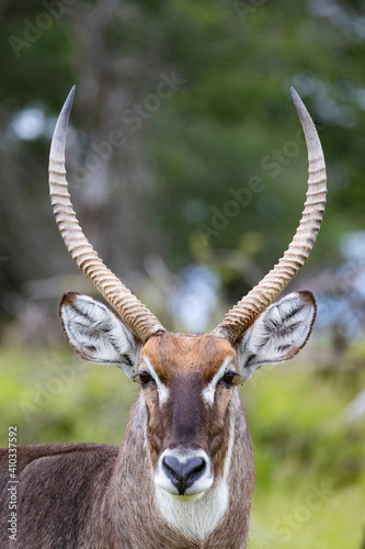 portrait of a mature waterbuck bull photo