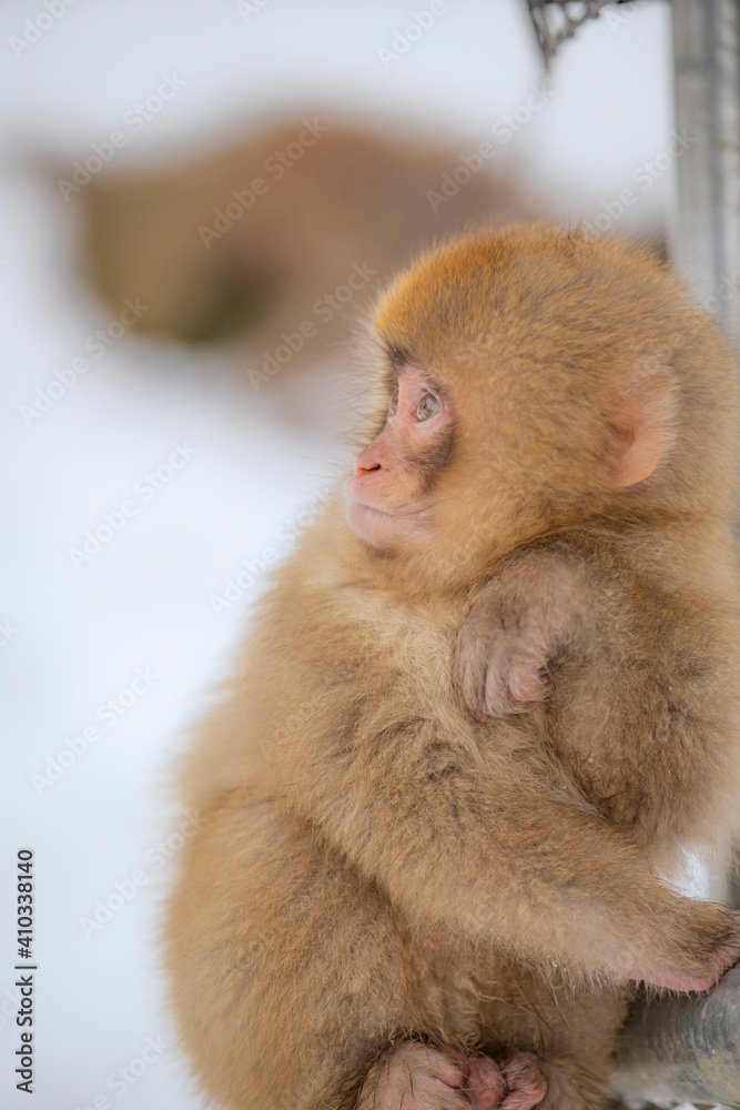 Naklejka premium 長野県山ノ内町 地獄谷野猿公苑の温泉に入るニホンザル
