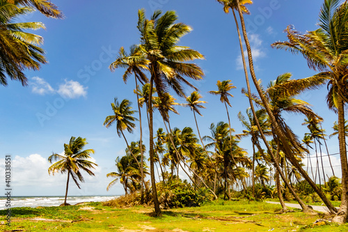 Tall coconut trees with Cloudy Blue Sky along Mayaro Coastal Road Trinidad photo