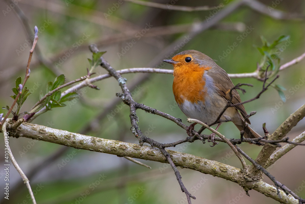 Rotkehlchen (Erithacus rubecula) Rotkehlchen (Erithacus rubecula)