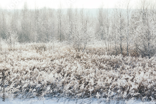 Wallpaper Mural snowy forest, winter nature Torontodigital.ca