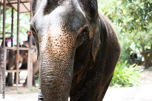 Photography Thai elephants (Asian elephant) in tourist attractions thailand