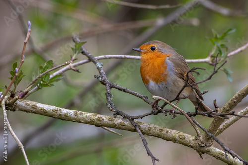 Rotkehlchen (Erithacus rubecula) © Rolf Müller