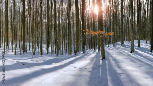 winter in a beech forest in Warmia, north-eastern Poland 