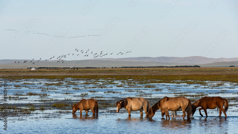 Herd of Horses in Water with Birds Mongolia Herd of Horses in Water with Birds Mongolia