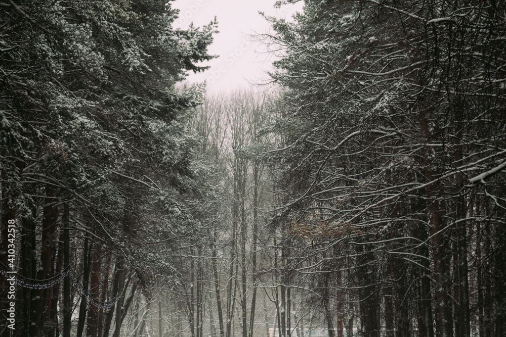 Fototapeta premium pine forest in the park, winter nature