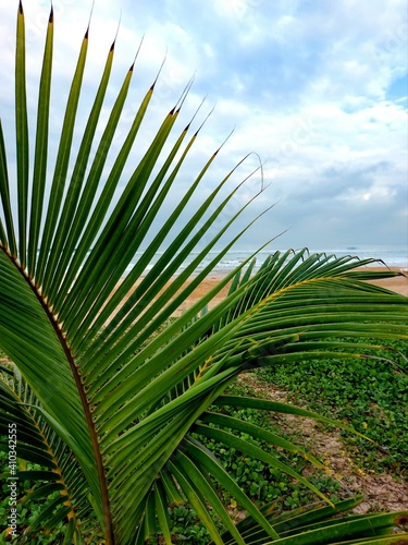 palm tree leaves