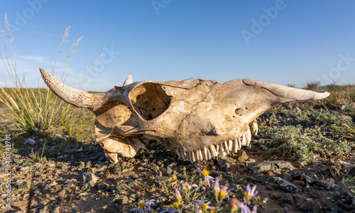Skull of Cow © Daan