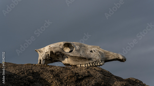 Skull of Horse on Rock © Daan
