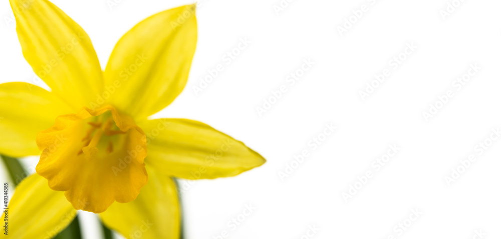 Obraz premium Narcissus on white background.