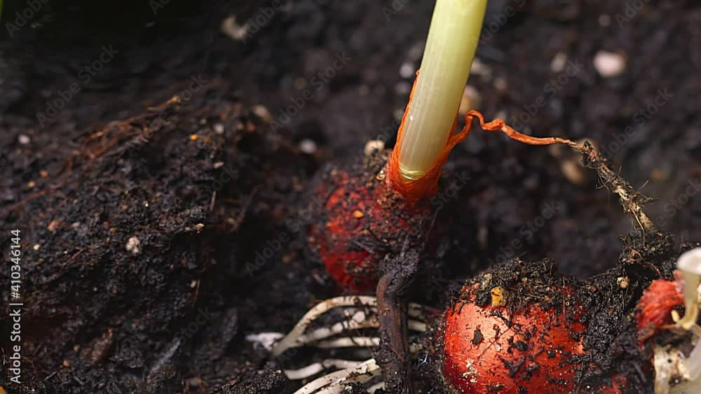 delicious natural onions growing in fertile soil delicious natural onions growing in fertile soil