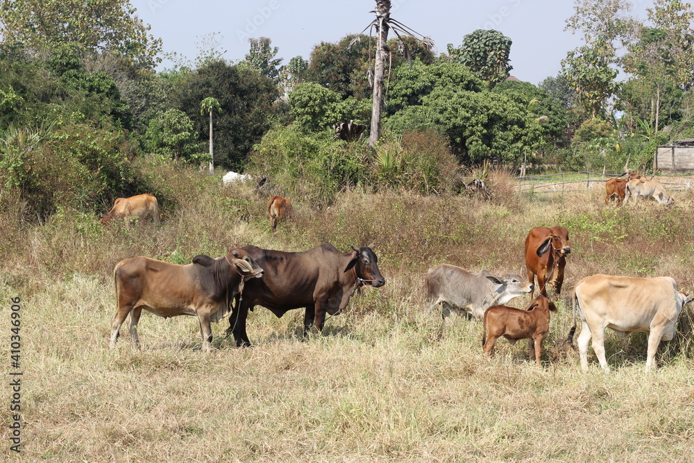cow are eating grass in the field in Thailand nature background cow are eating grass in the field in Thailand nature background